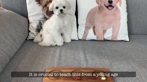 IMPORTANT THING TO TEACH YOUR NEW PUPPY