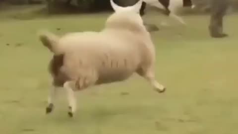 Happiest Sheep Ever