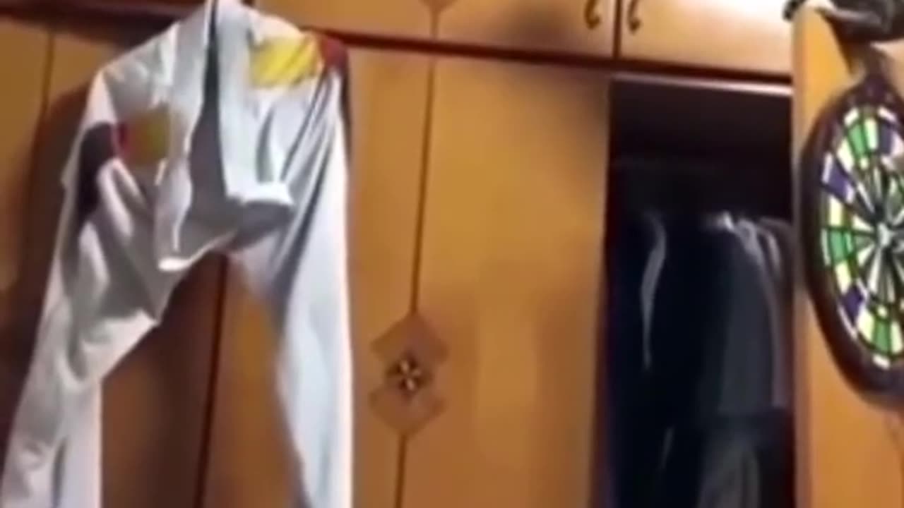 Funny Cats and Dogs