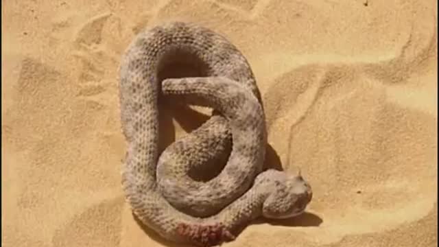 Sand Cat VS Desert Snake