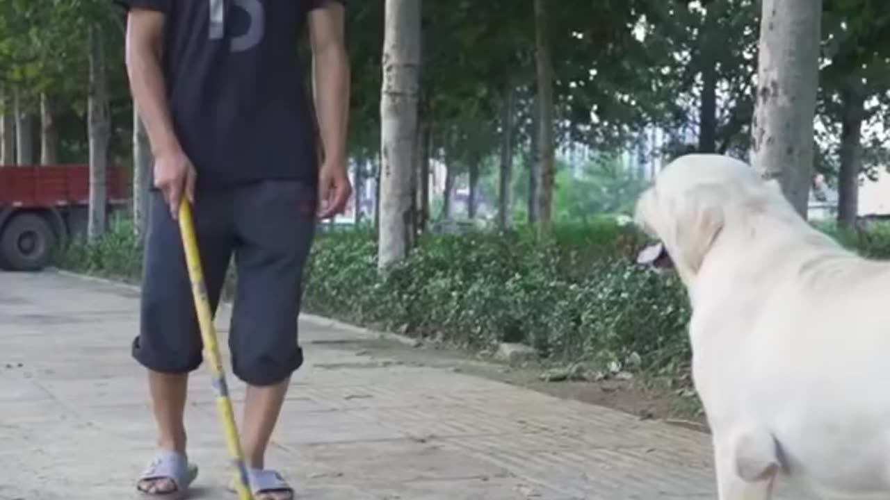 Respect Dogs 🐶 Because His save Blind Man Life 🧬#