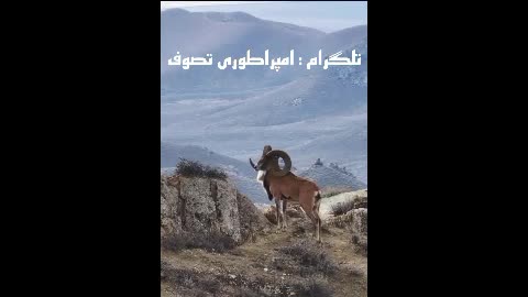نگاهش ❤️