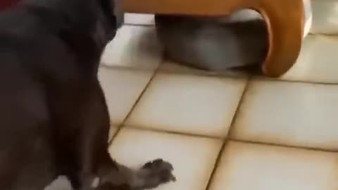 LOVELY ANIMALS