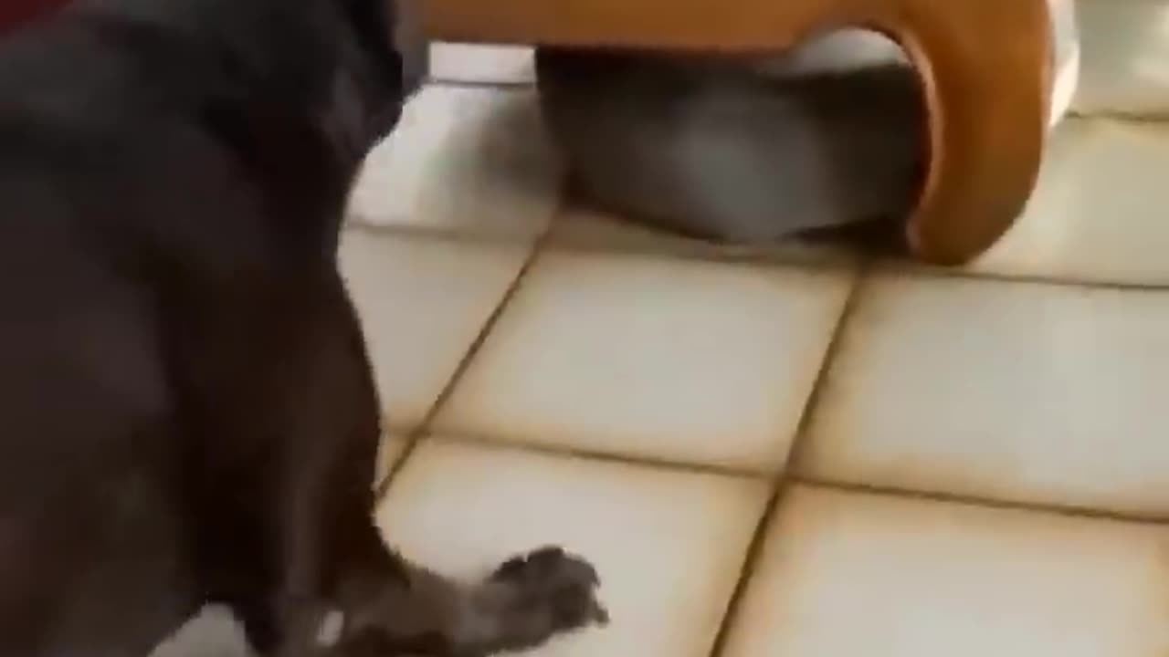 LOVELY ANIMALS