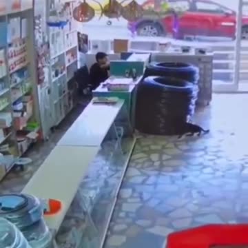 Cat attacking parrot in shop