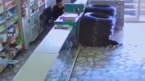 Cat attacking parrot in shop