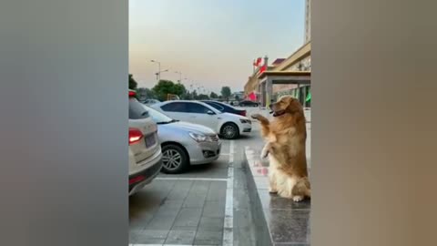 Cachorro ajudando a estacionar o carro