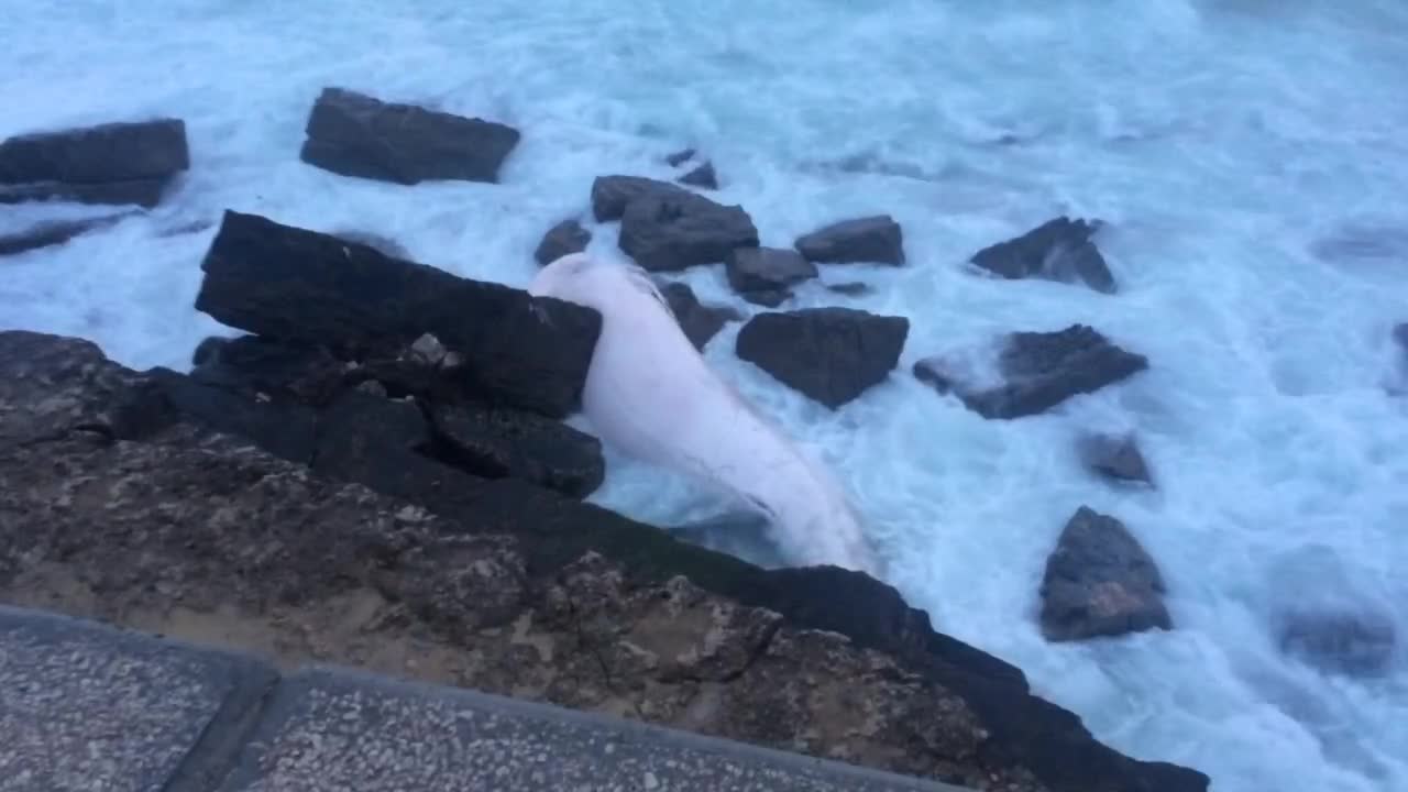 Dead whale washes up in Portugal