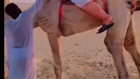 Camel Said Hell Naw