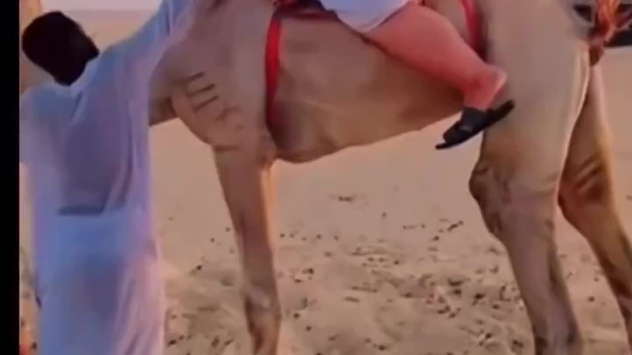 Camel Said Hell Naw