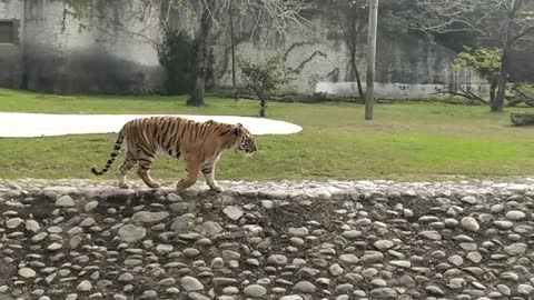 Video of a Bengal Tiger Walking