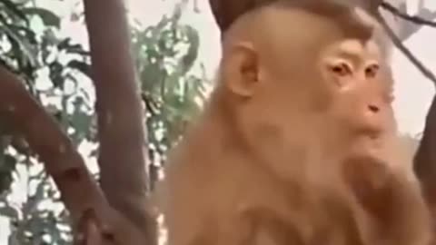 Funny monkey