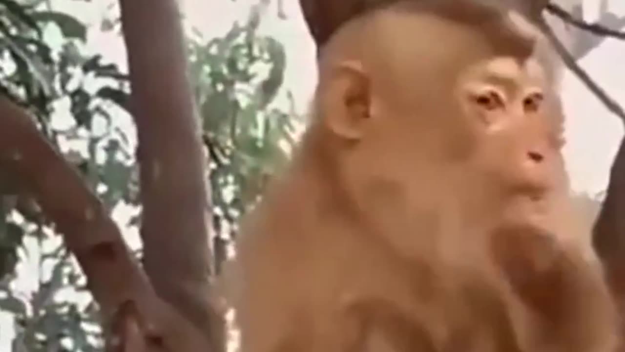 Funny monkey