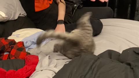 Kitten Spazzes Out Playing with Girl on Bed