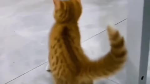 Funny cat jumping on wall 🧱 try to die