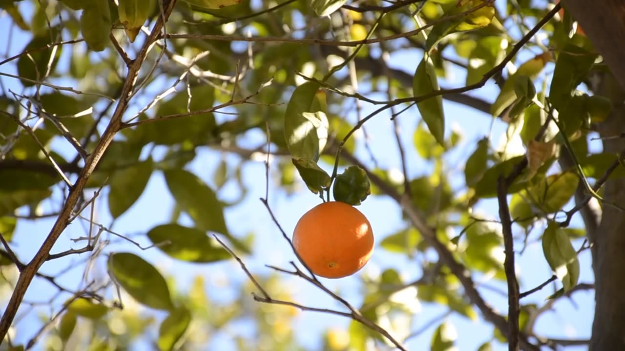 Orange 🍊 Trees