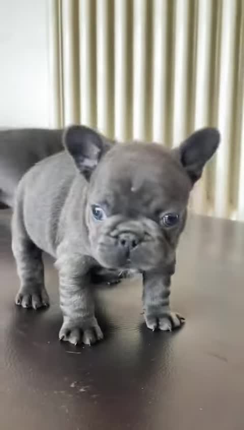 Cute cat funny comedy scenes 🤣🤣