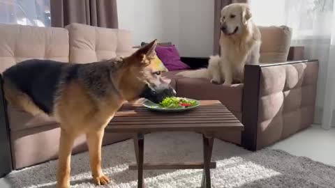 Leaving My Golden Retriever and GermanShepherd Alone with Food