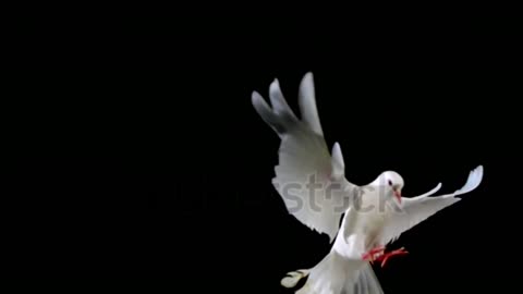 White bird flapping on black background shooting with high speed camera phantom flex1080p