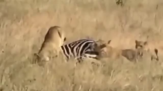 South africa forest lion hunting zebra