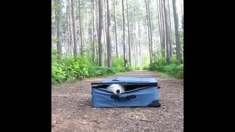 Gif video of dog hiding in suitcase