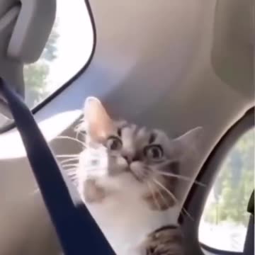 Episode 10| cute cats and dogs compilation video | cutest baby animals