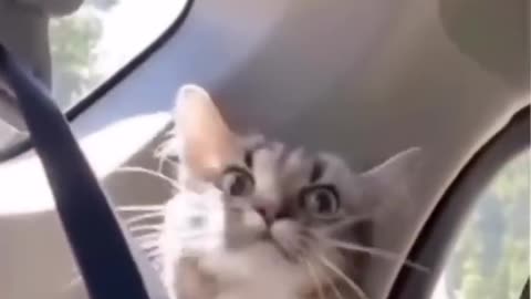 Episode 10| cute cats and dogs compilation video | cutest baby animals