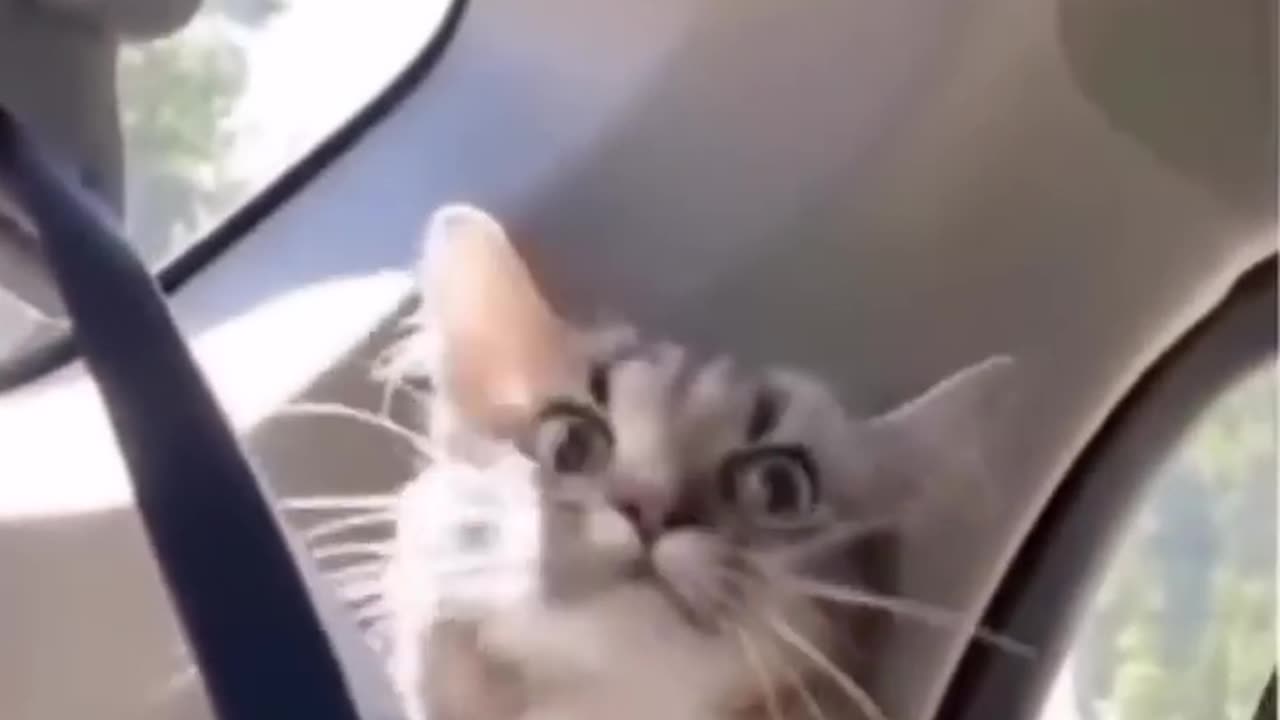 Episode 10| cute cats and dogs compilation video | cutest baby animals