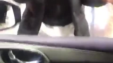 Homeless Magician