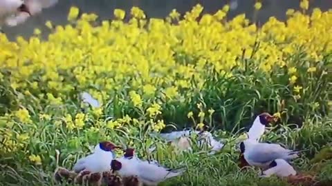 Chicks of bird चरा को चल्ला