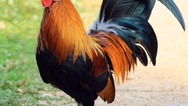 Why is a feminine hen a hen and a masculine rooster (and not a hen)?