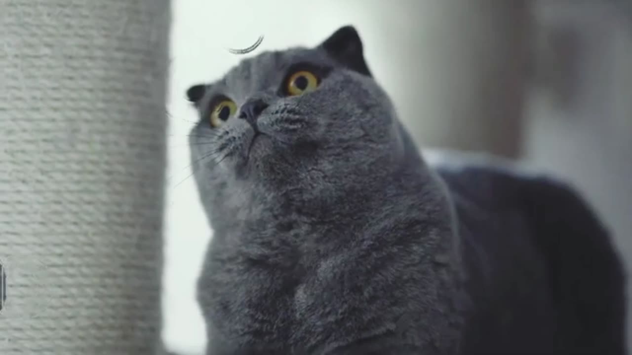 Beautiful Cat
