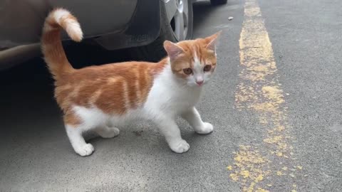 Such a clean cat is wandering