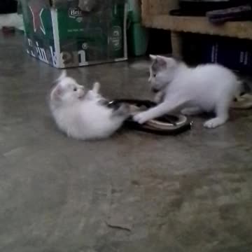 little cats play all day