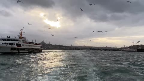 Sea birds view, viral reels