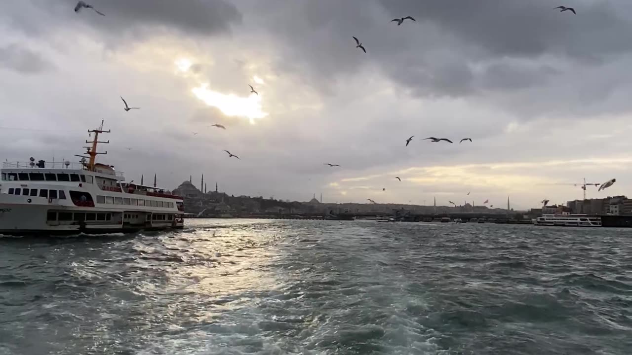 Sea birds view, viral reels