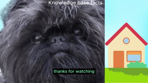 15 Facts about Affenpinschers