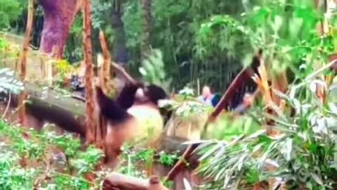 Funny Stories about Pandas