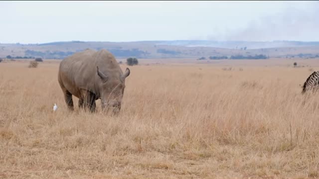 Wild Animals Video | Wildlife Video |Forest Animal Video |Best Animals compilation |Nature Song
