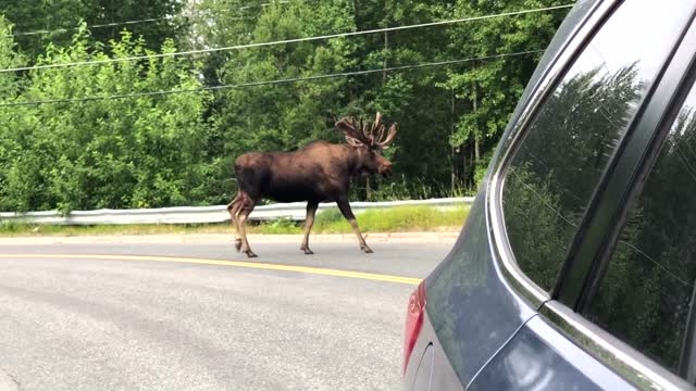 Gaint moose walking around roads