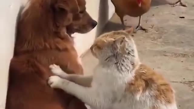 Cute cats & dogs | best funny videos