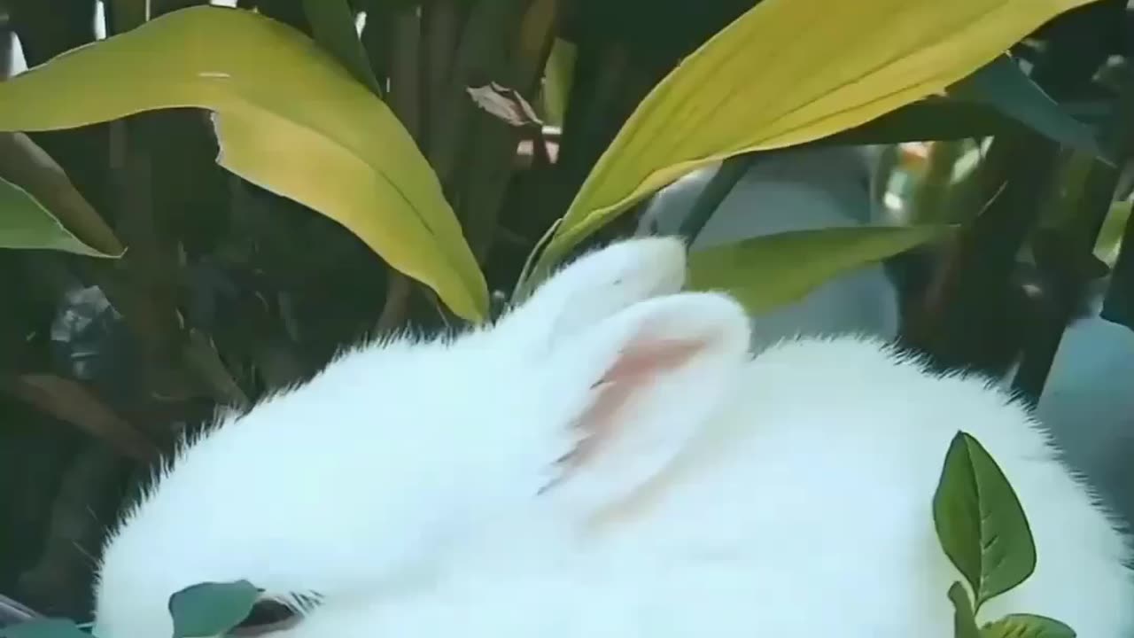 So cute Rabbit