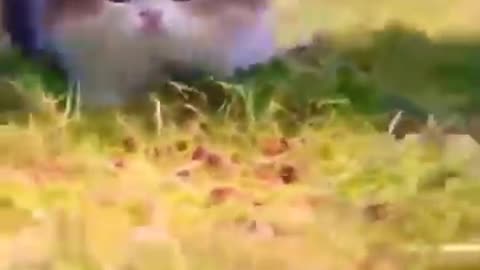 Funniest cat