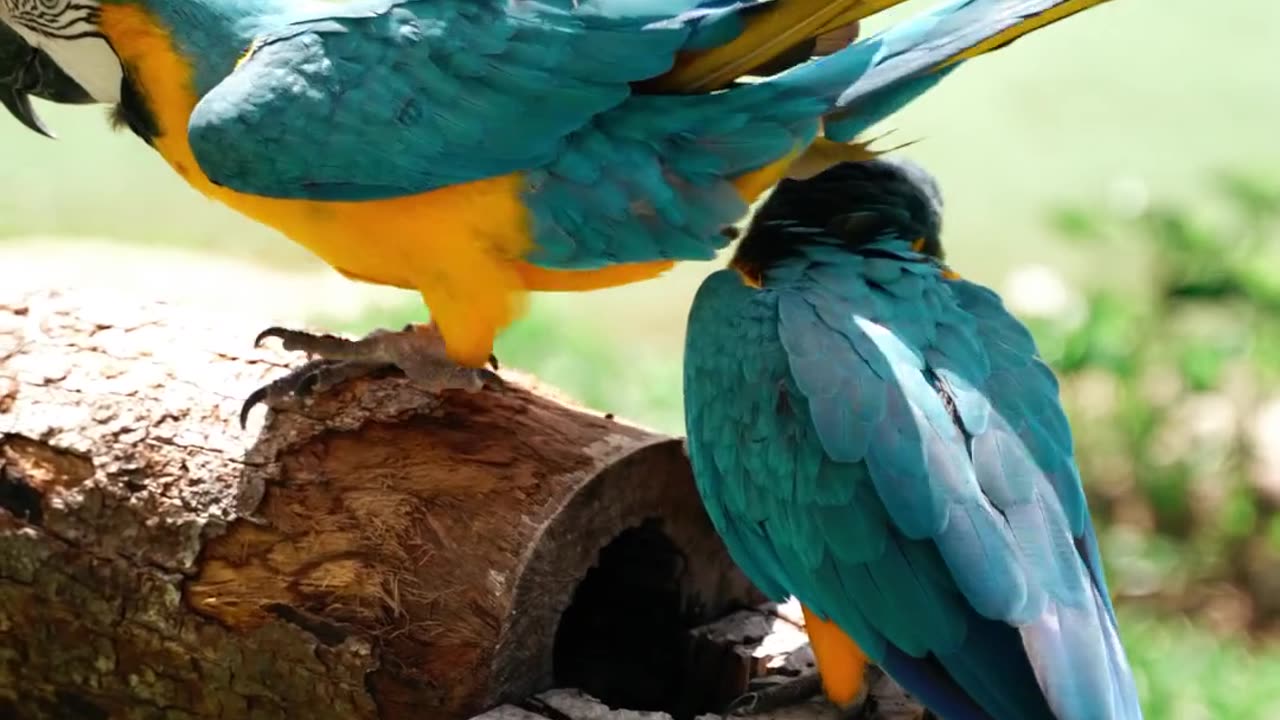 Colorful Parrots on a Log 🦜🌿 - Relaxing Nature Scene