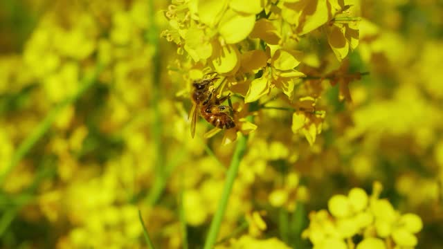 A little bee picking nectar