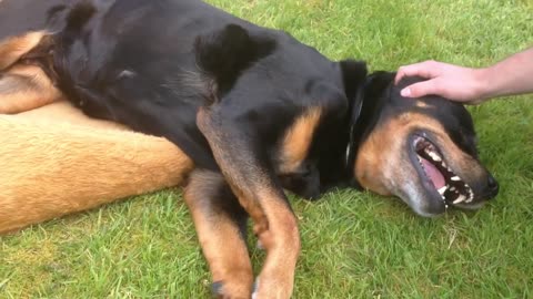 Angry Sneezing Rottweiler