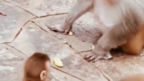 Monkey funny videos