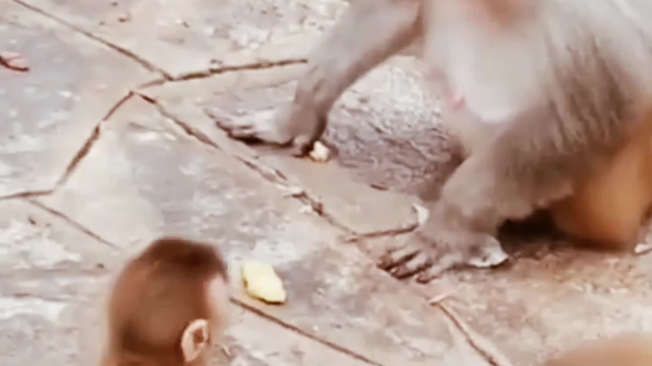 Monkey funny videos