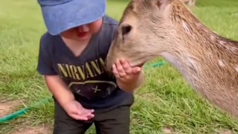 A boy with baby deer