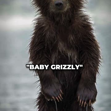 How Luke Bryan Almost Got Eaten By A Bear